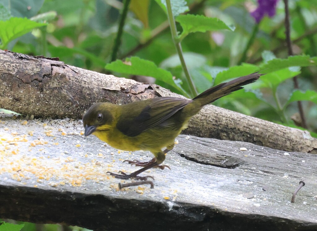 Dusky-headed Brushfinch