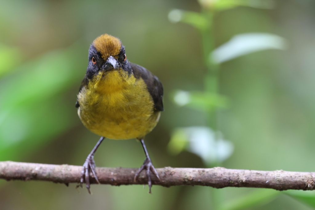 Choco Brushfinch