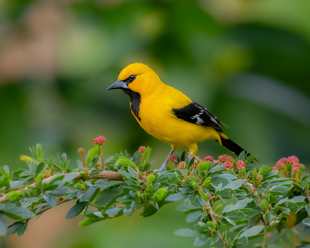 Yellow Oriole