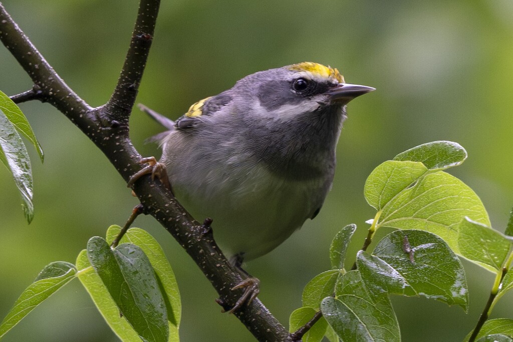 Golden-winged Warbler