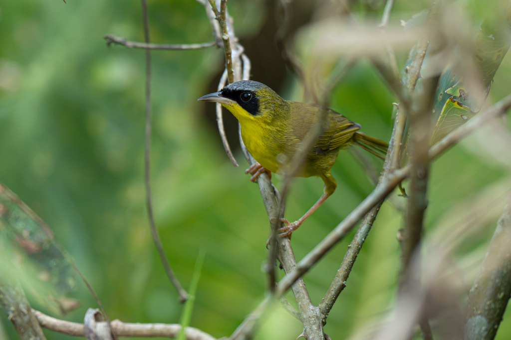 Masked Yellowthroat