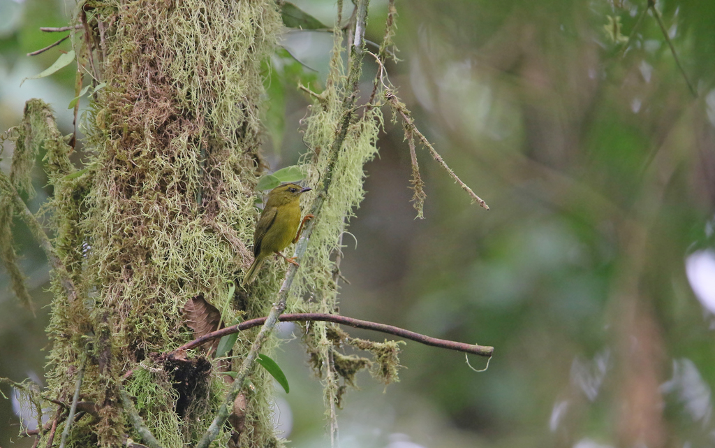 Choco Warbler
