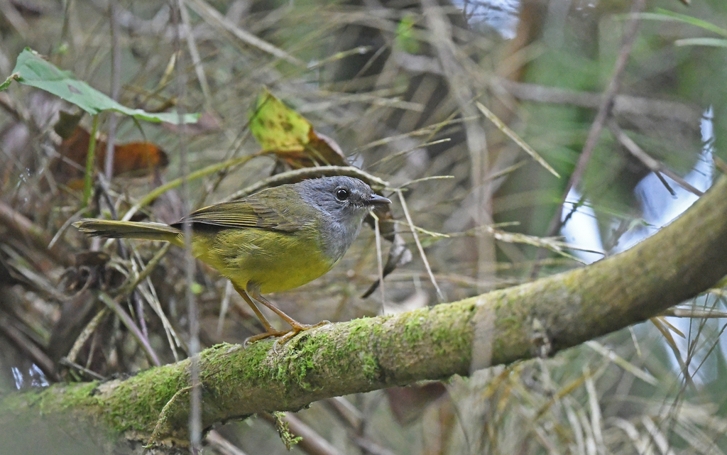 Grey-throated Warbler