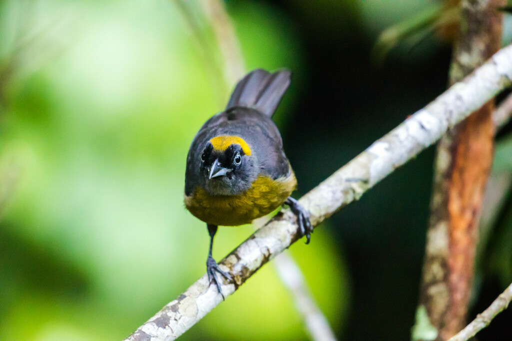 Dusky-faced Tanager