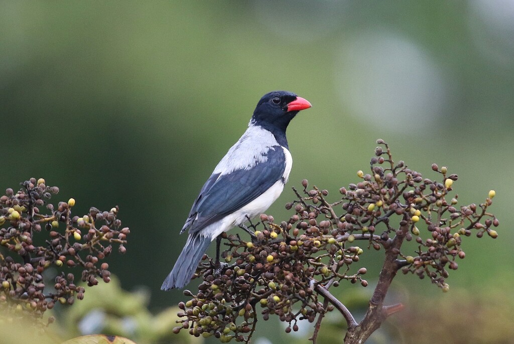 Red-billed Pied Tanager