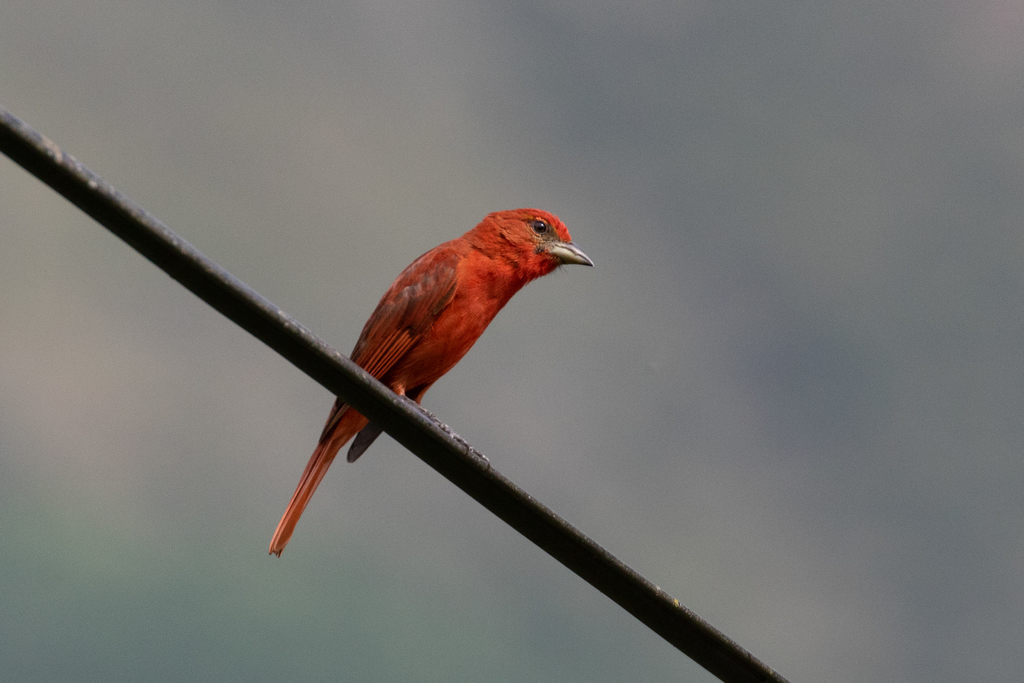 Hepatic Tanager