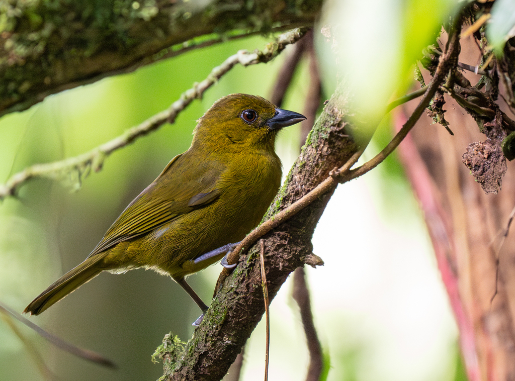Carmiol’s Tanager