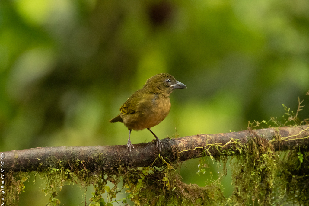 Ochre-breasted Tanager