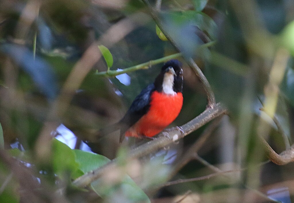 Rose-breasted Chat