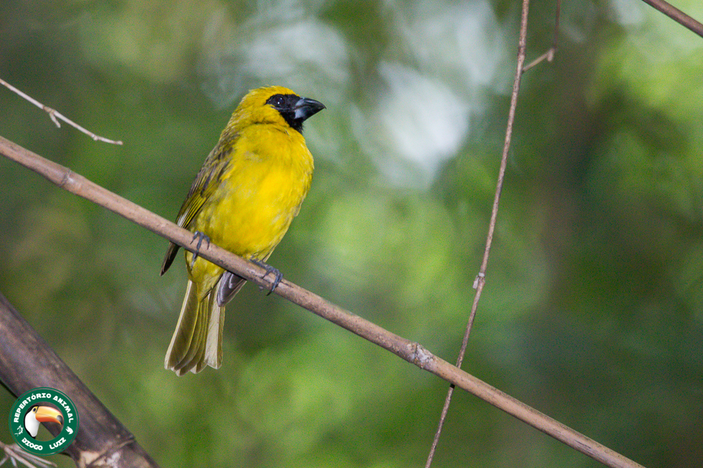 Yellow-green Grosbeak