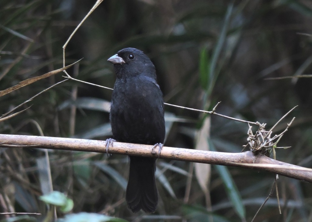 Blackish-blue Seedeater