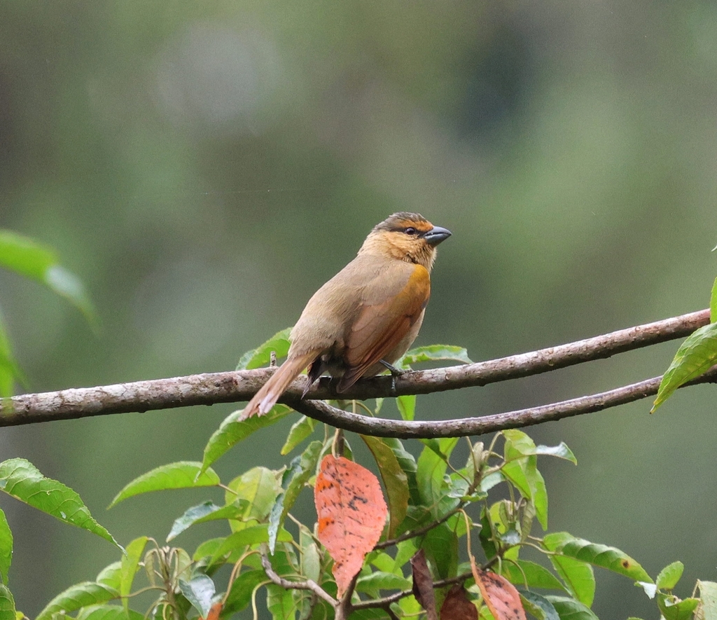 Brown Tanager