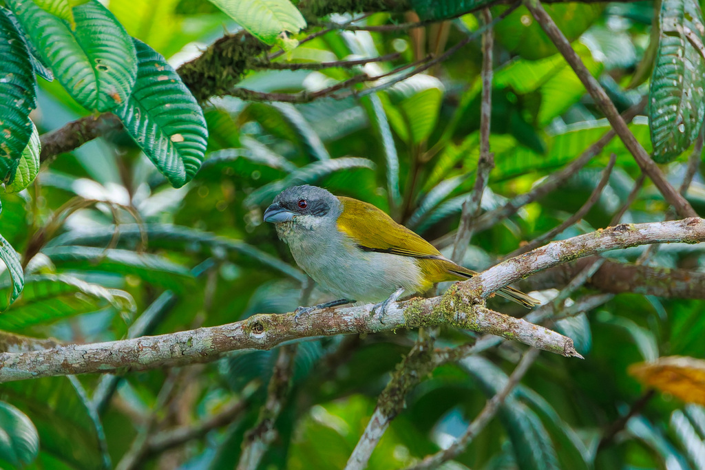 Yellow-shouldered Grosbeak