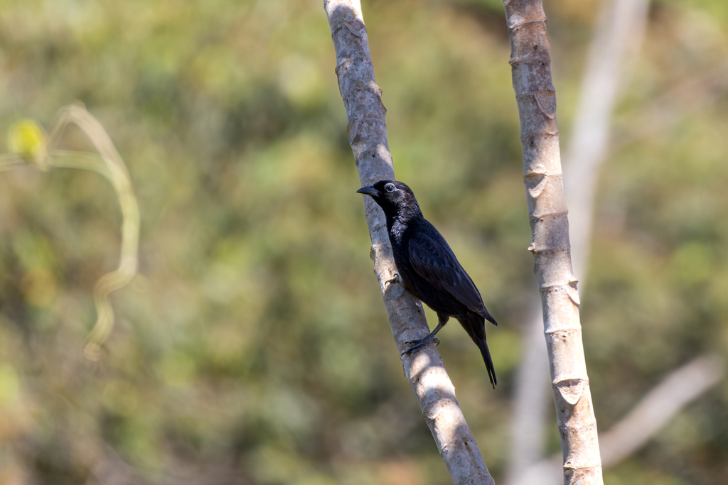Scarlet-throated Tanager