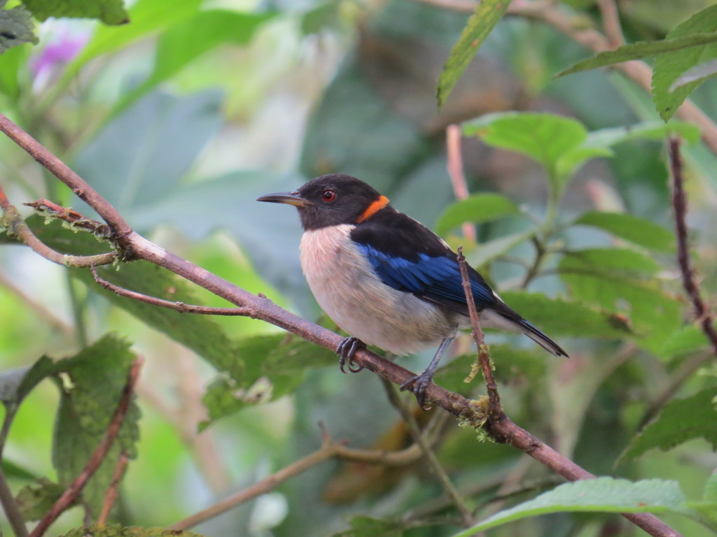 Golden-collared Honeycreeper