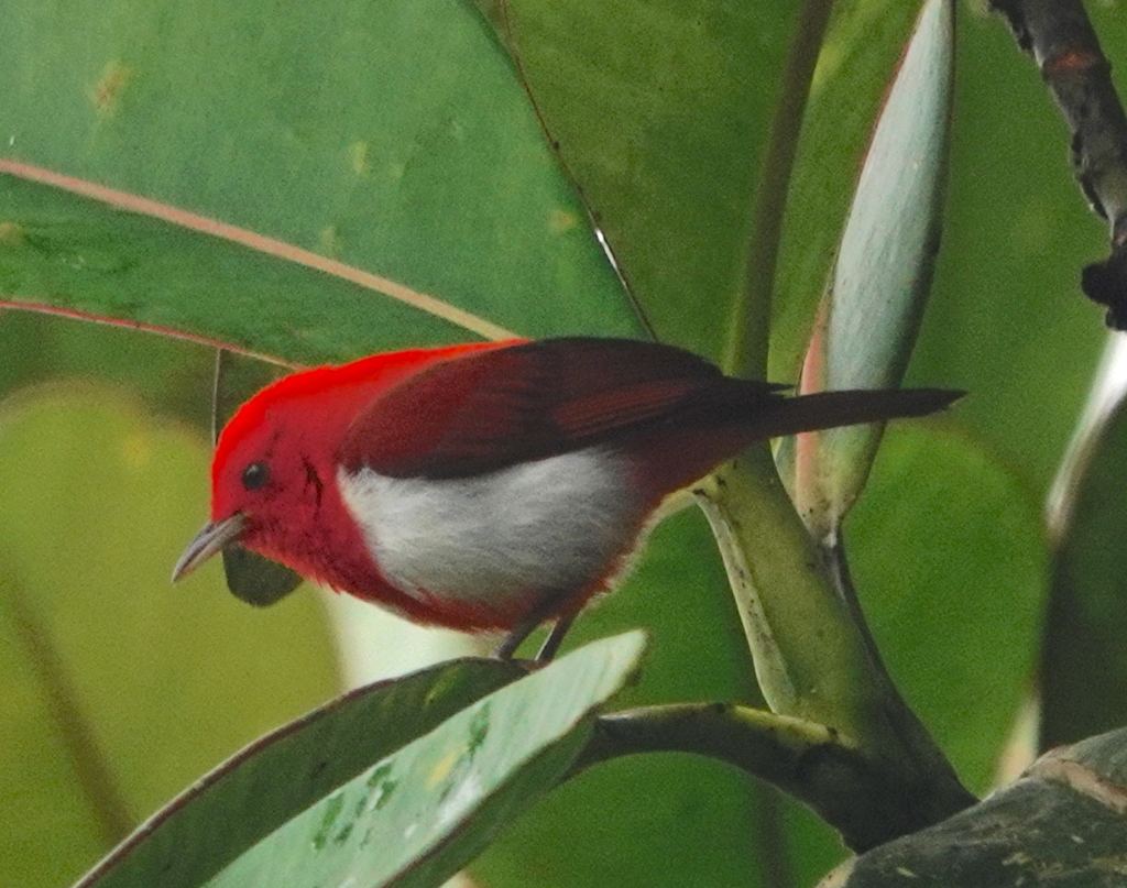 Scarlet-and-white Tanager