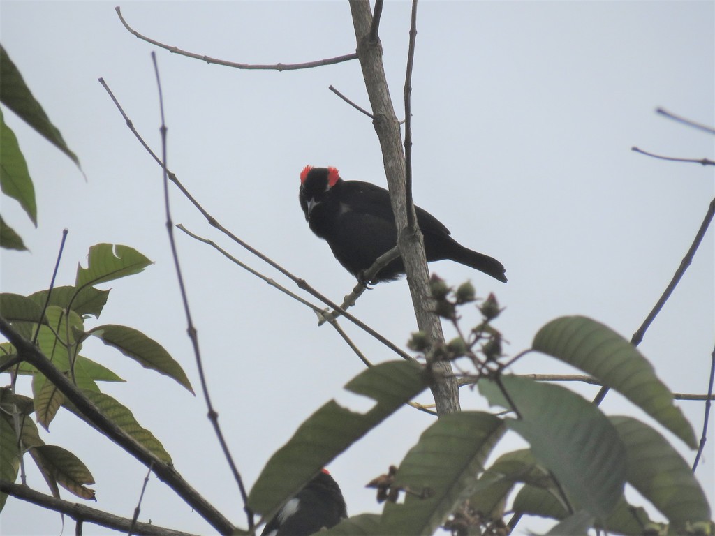 Scarlet-browed Tanager