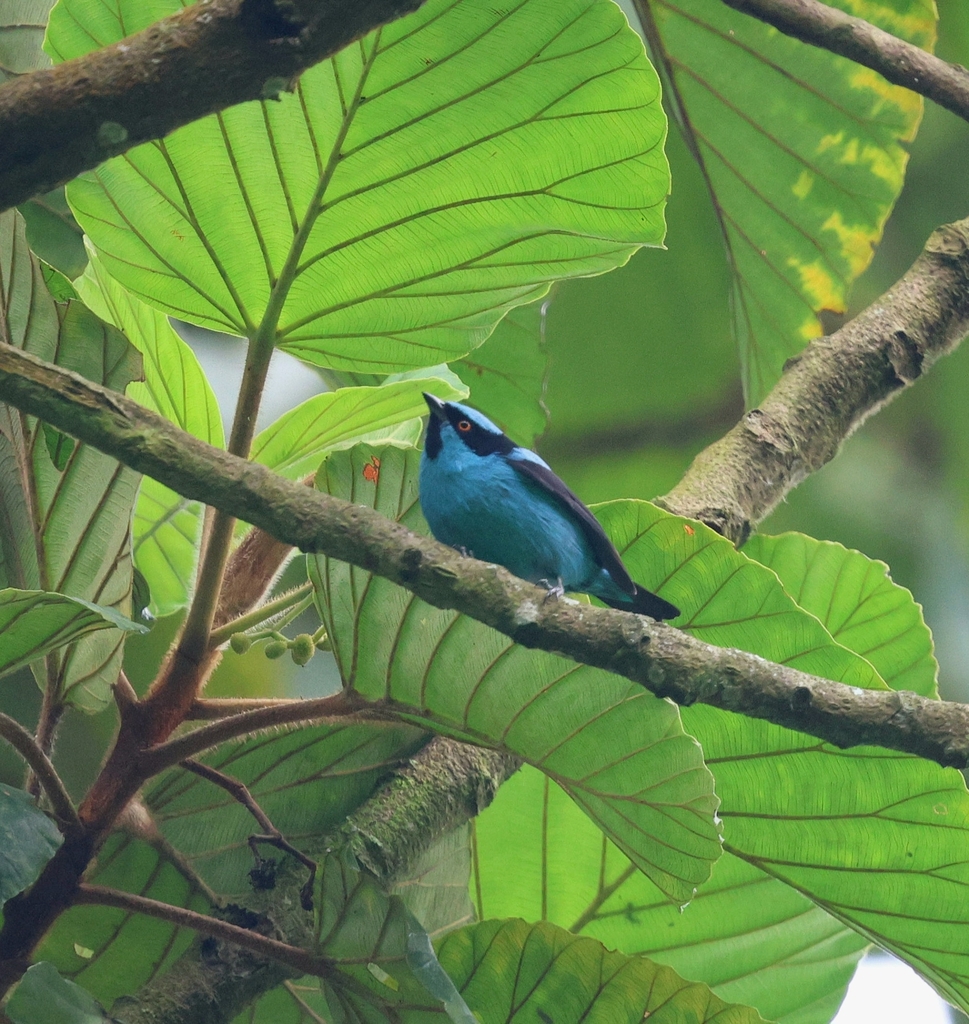 Dacnis Turquesa