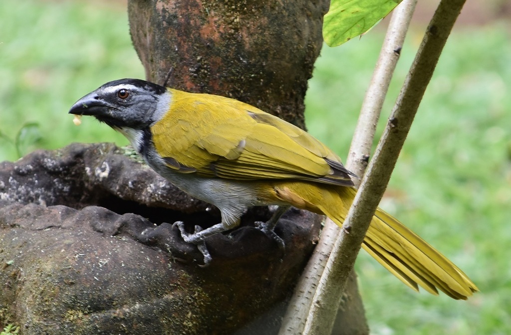 Black-headed Saltator