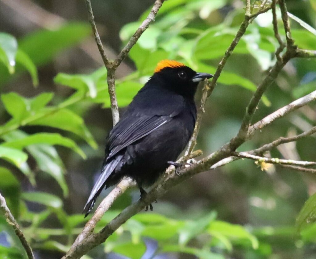 Tawny-crested Tanager