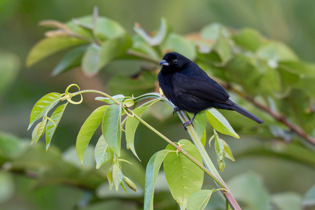 Red-shouldered Tanager