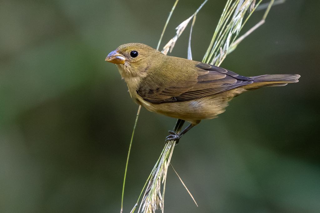 Slate-colored Seedeater
