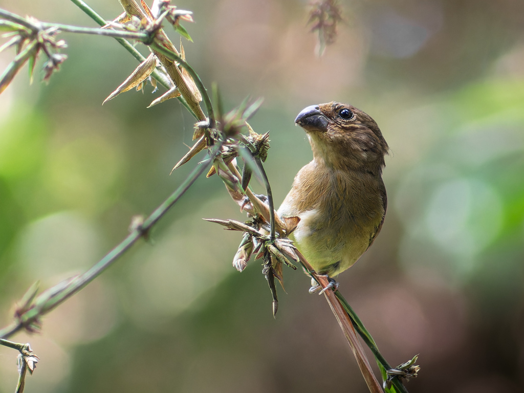 Temminck’s Seedeater