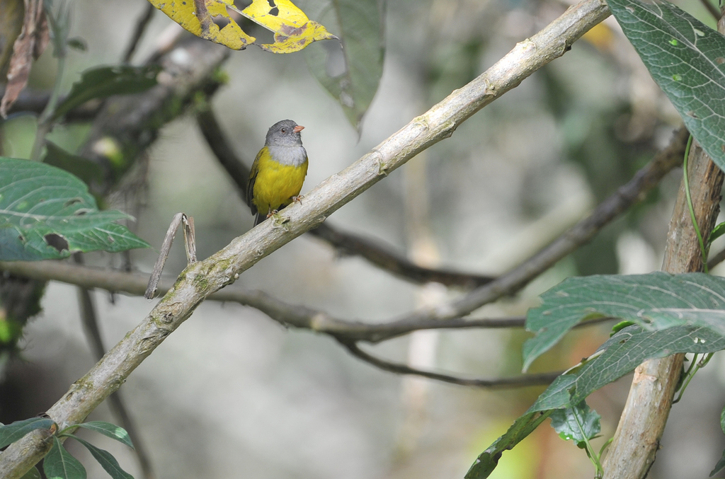 Pink-billed Cnemoscopus