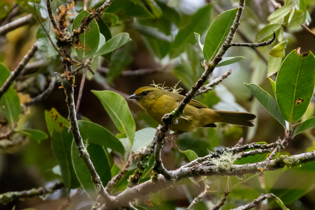 Oleaginous Hemispingus