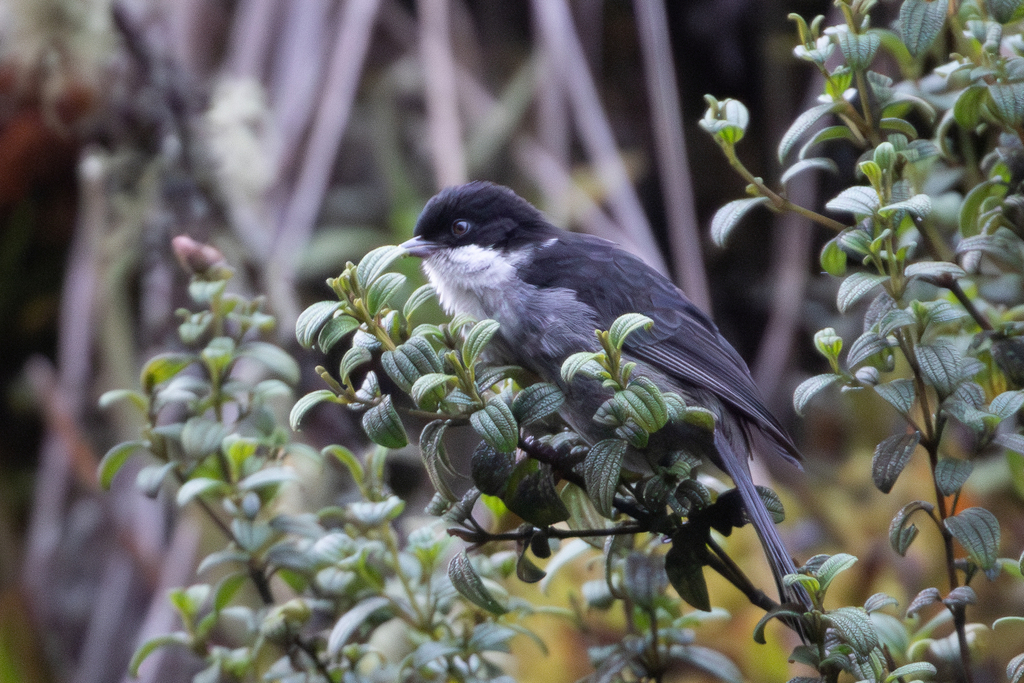 Black-backed Bush Tanager