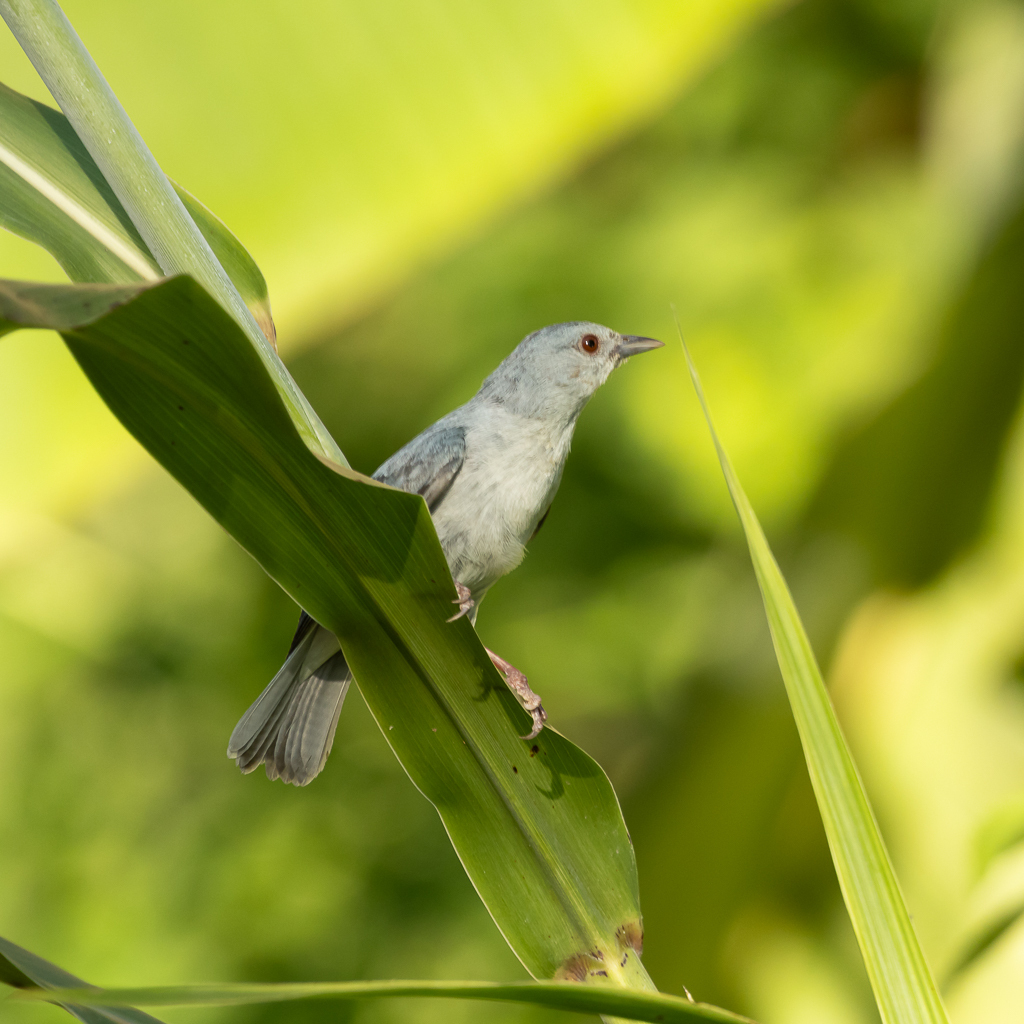 Pearly-breasted Conebill
