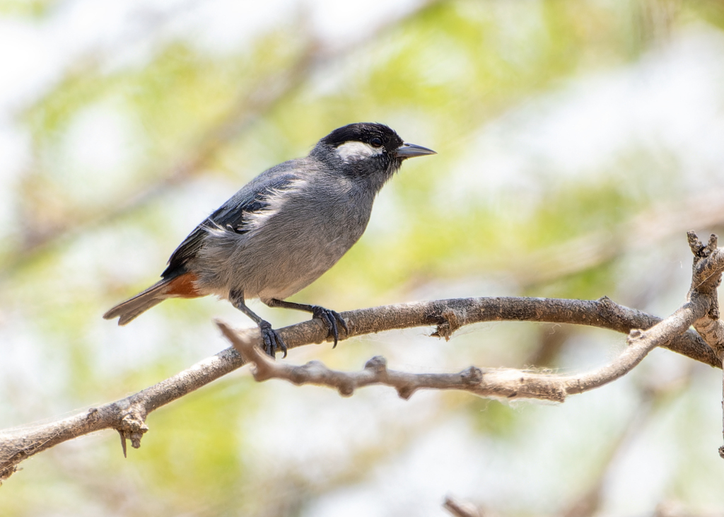 White-eared Conebill