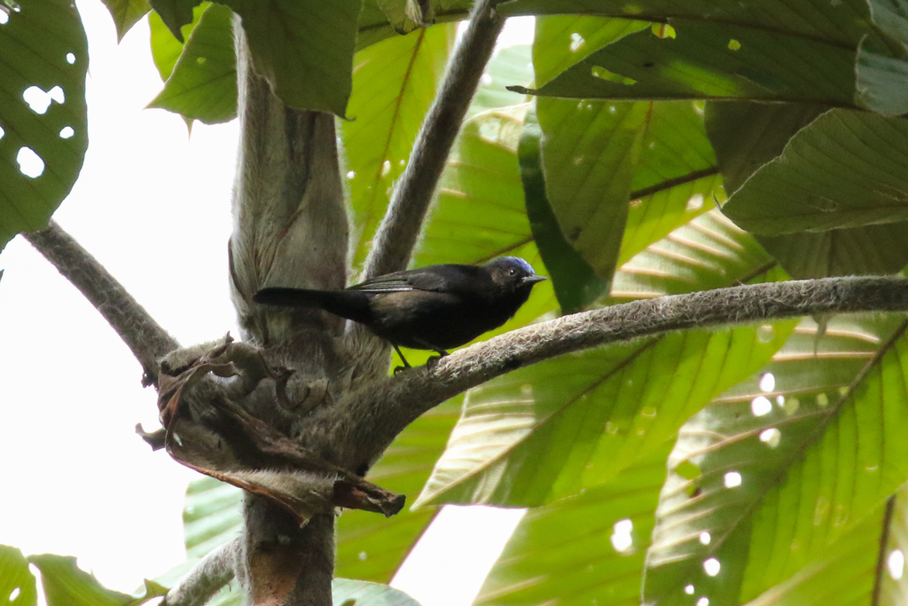 Capped Conebill
