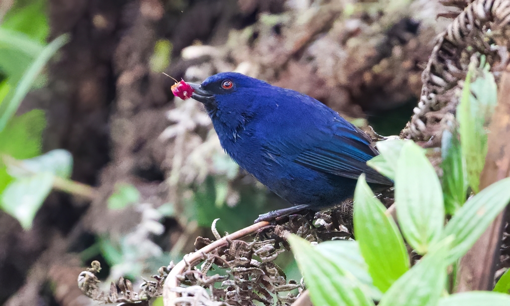 Indigo Flowerpiercer