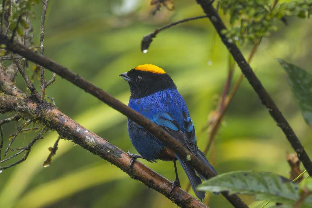 Golden-crowned Tanager