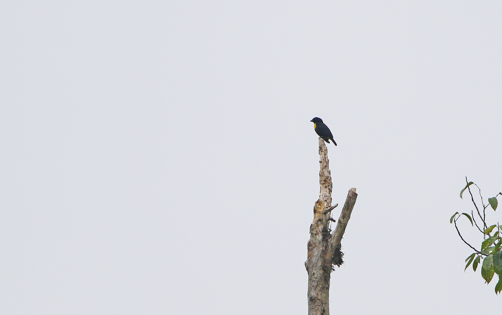 Golden-chested Tanager