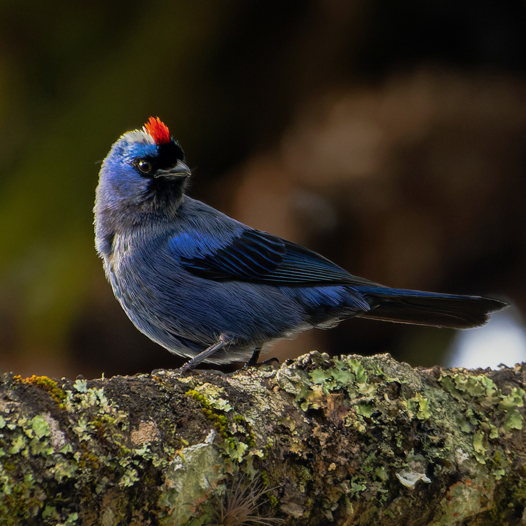 Diademed Tanager