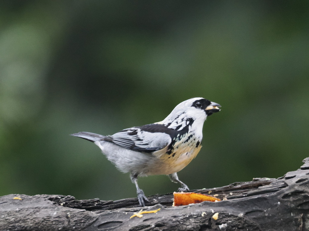 Tangara Grisdorada