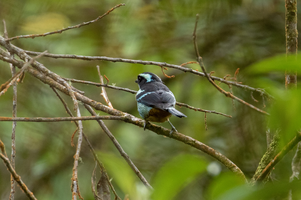 Blue-browed Tanager