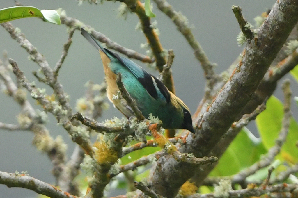 Metallic-green Tanager