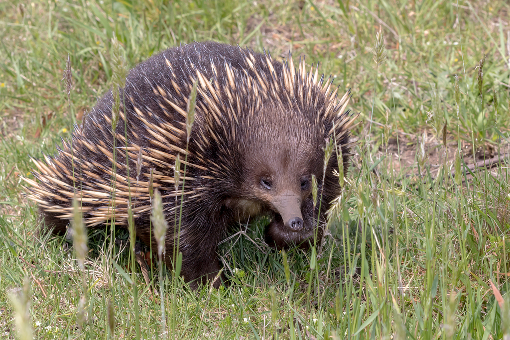 Short-beaked Echidna