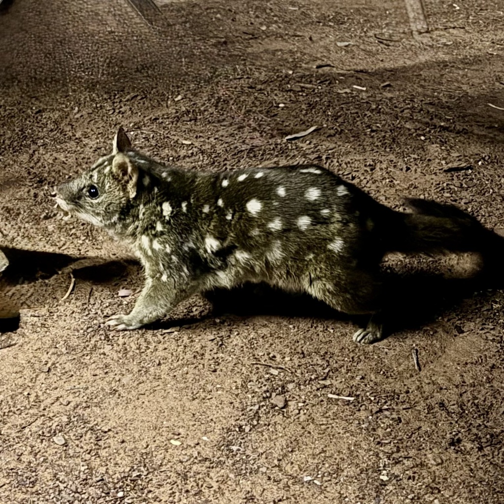 Dasiuro Moteado de Australia Occidental