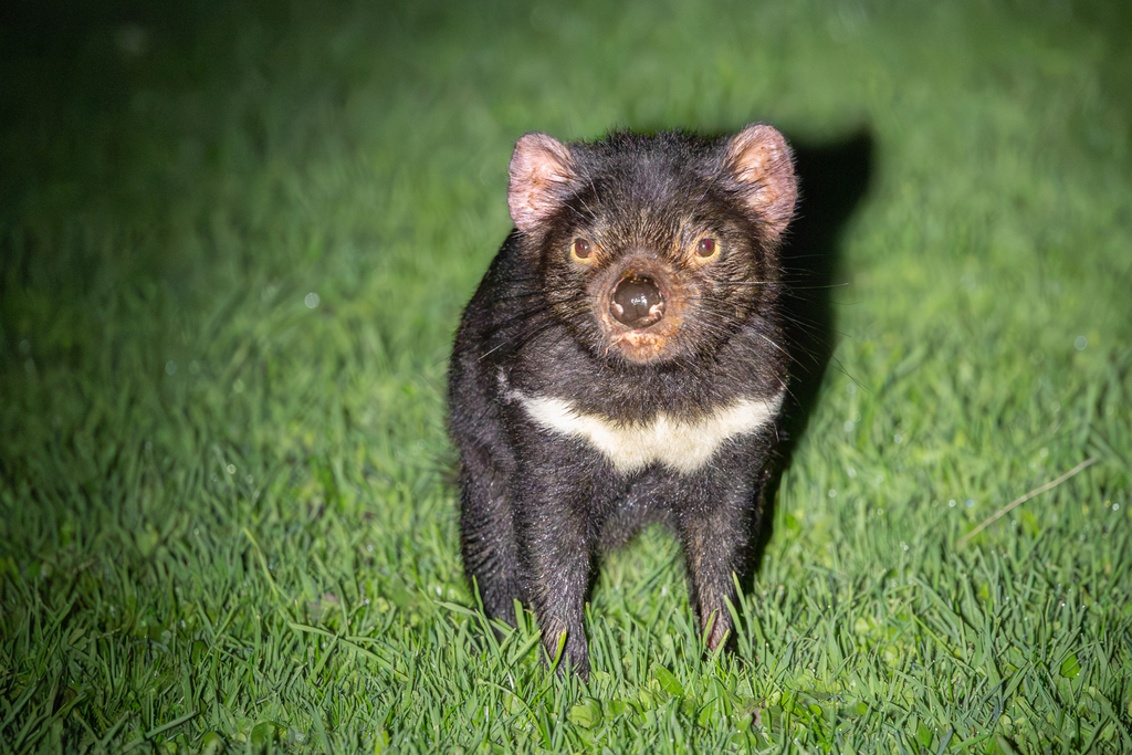 Tasmanian Devil