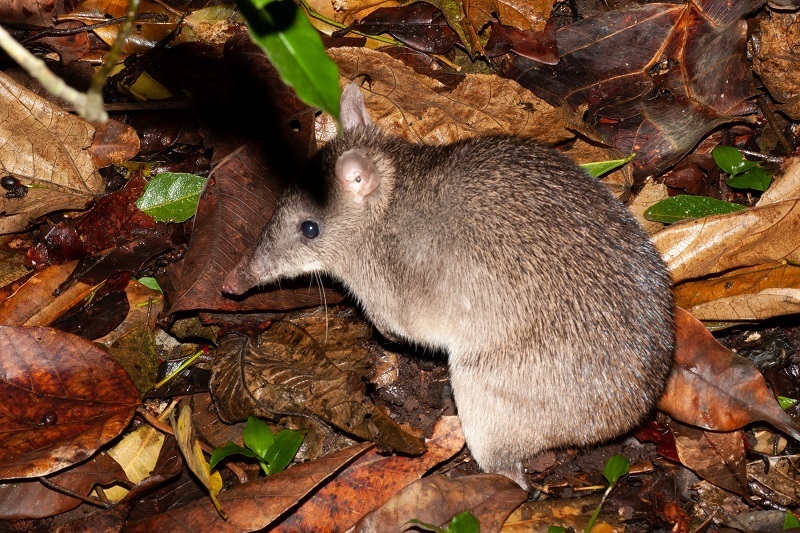 Queensland Barred Bandicoot