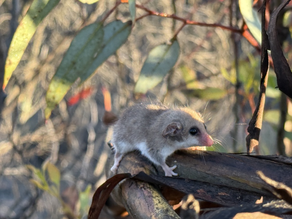 Western Pygmy Possum