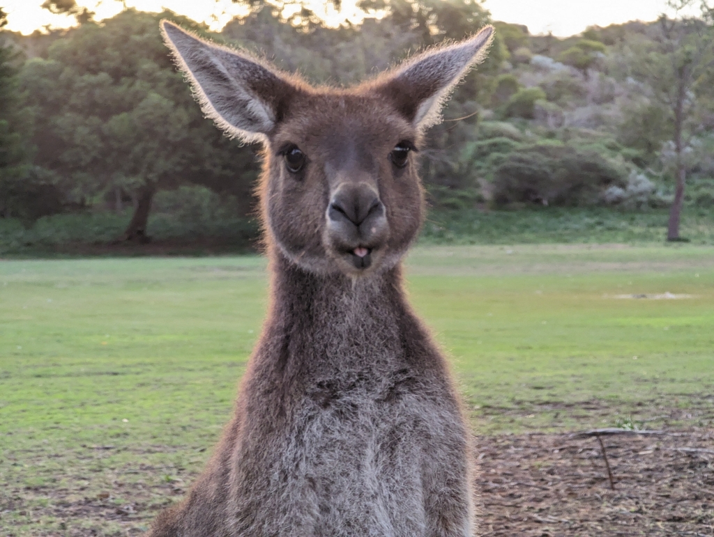 Western Gray Kangaroo