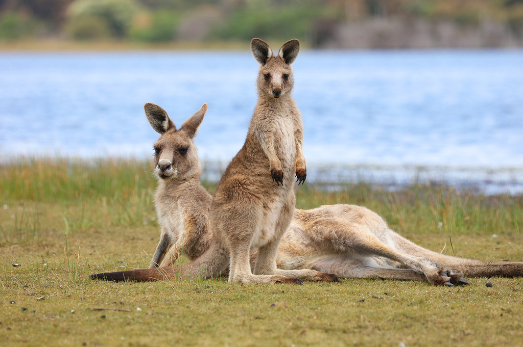 Eastern Gray Kangaroo