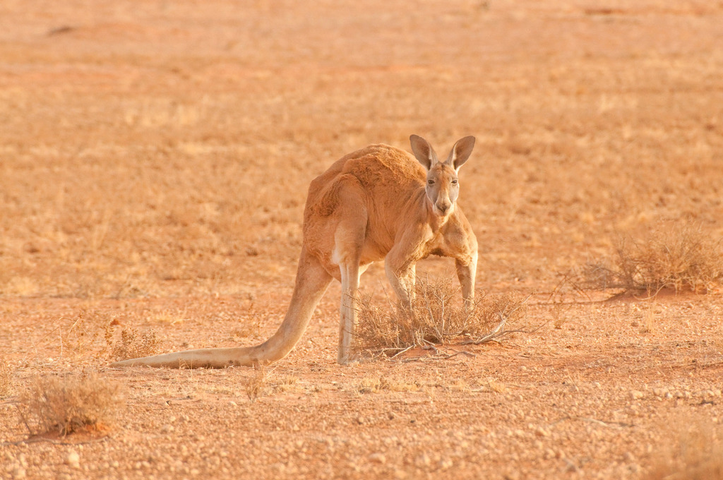 Red Kangaroo