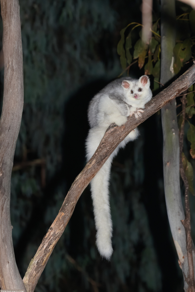 Southern Greater Glider