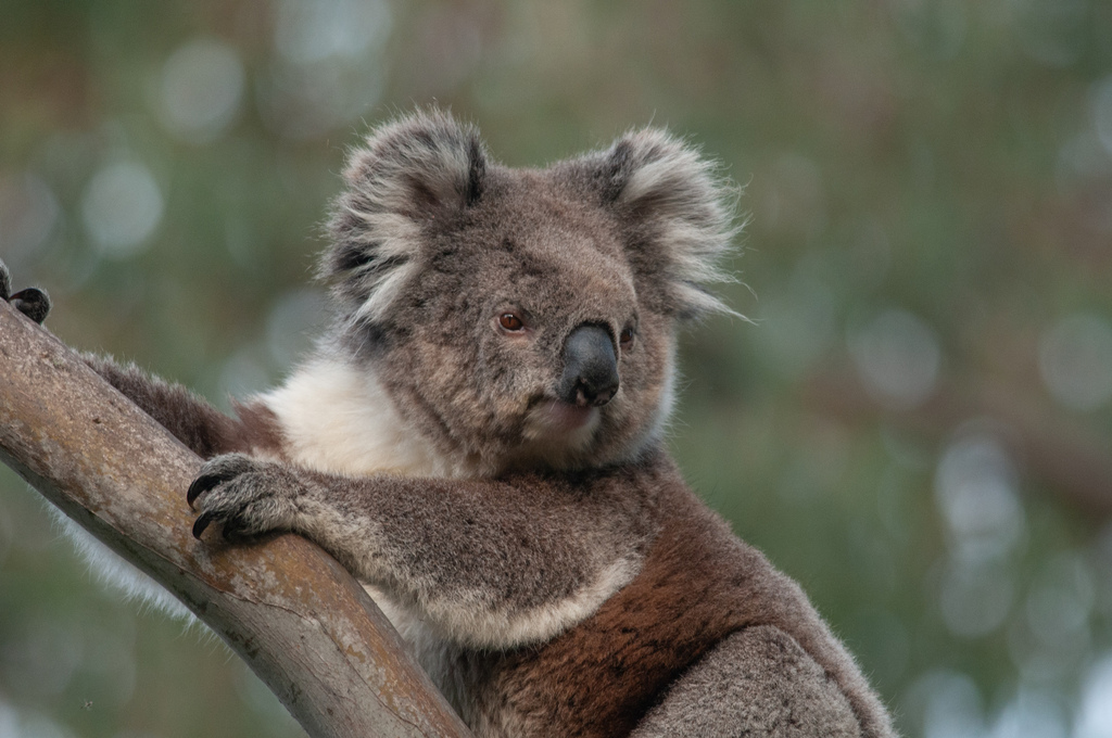Koala
